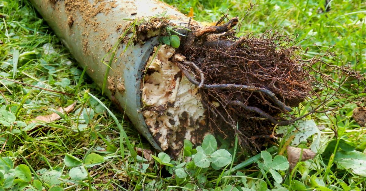 A broken drainage pipe lying in grass with exposed tree roots and pale debris blocking the open end.